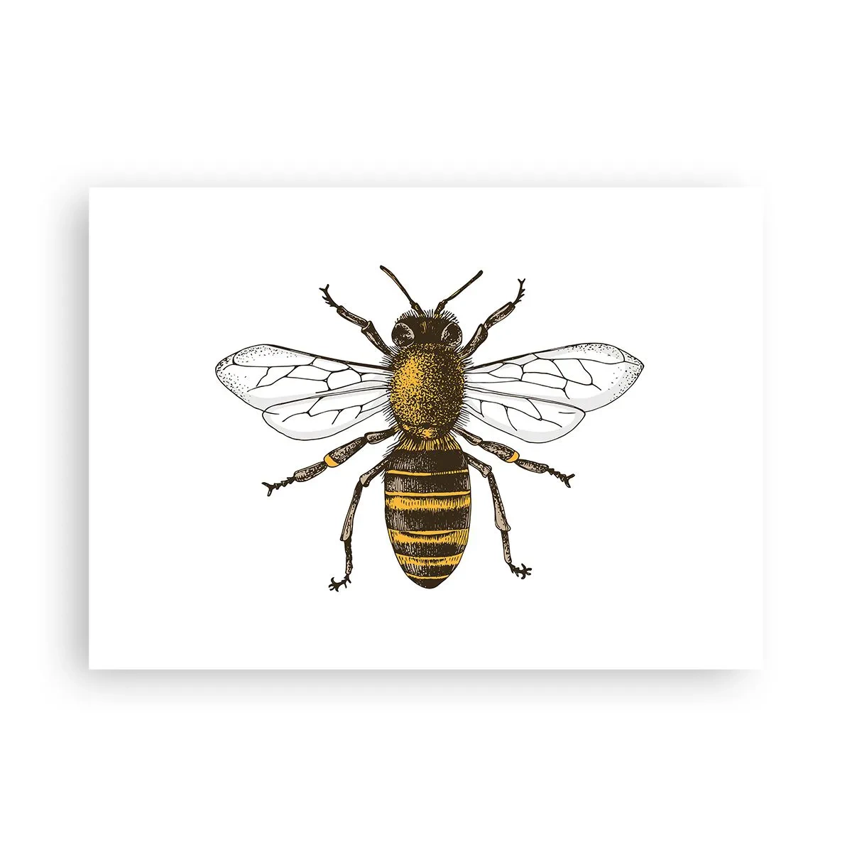 Póster - Bondad natural - 70x50 cm