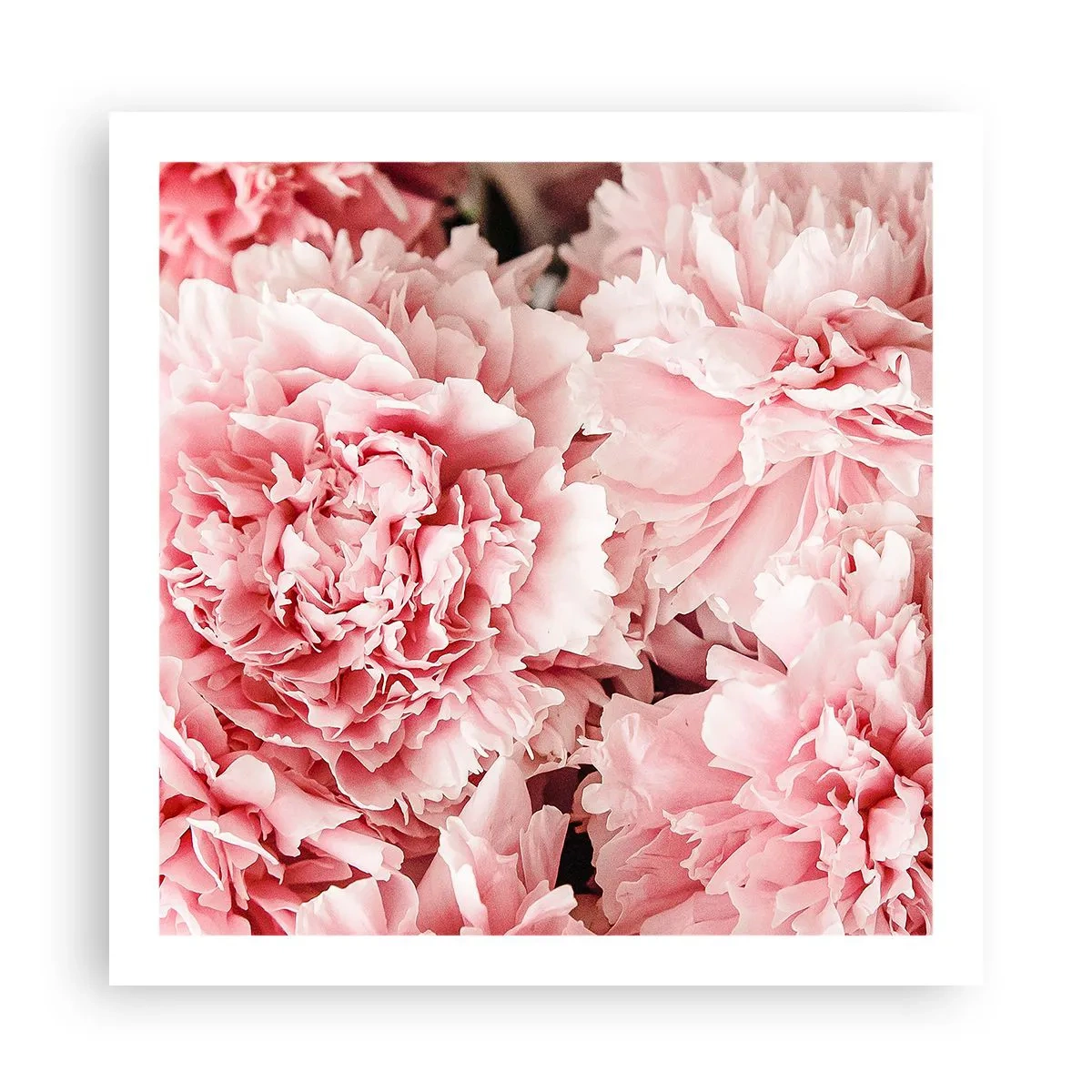 Póster - Sueño rosa - 60x60 cm