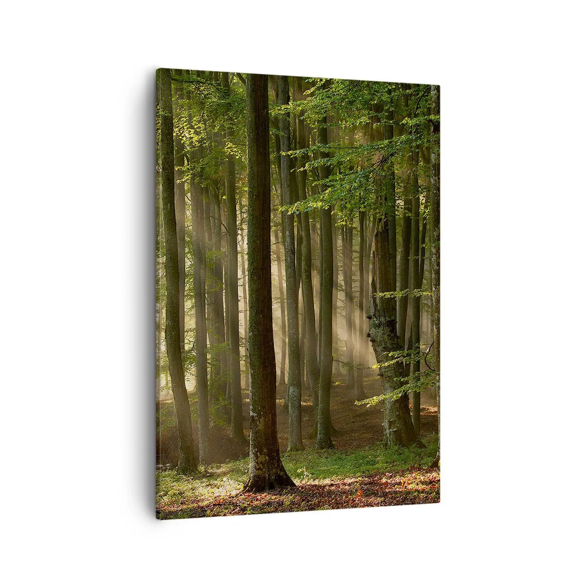 Cuadro sobre lienzo - Impresión de Imagen - Los rayos del sol penetran a través de los árboles en el bosque. - 50x70cm - Radiante en una mañana de primavera - Decoración de pared moderna para salón y dormitorio ARTTOR
