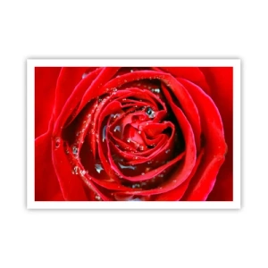 Póster - Primer plano de una rosa roja con gotas de agua en los pétalos. - 100x70cm - En gotas de rocío - Decoración de pared moderna para salón y dormitorio ARTTOR