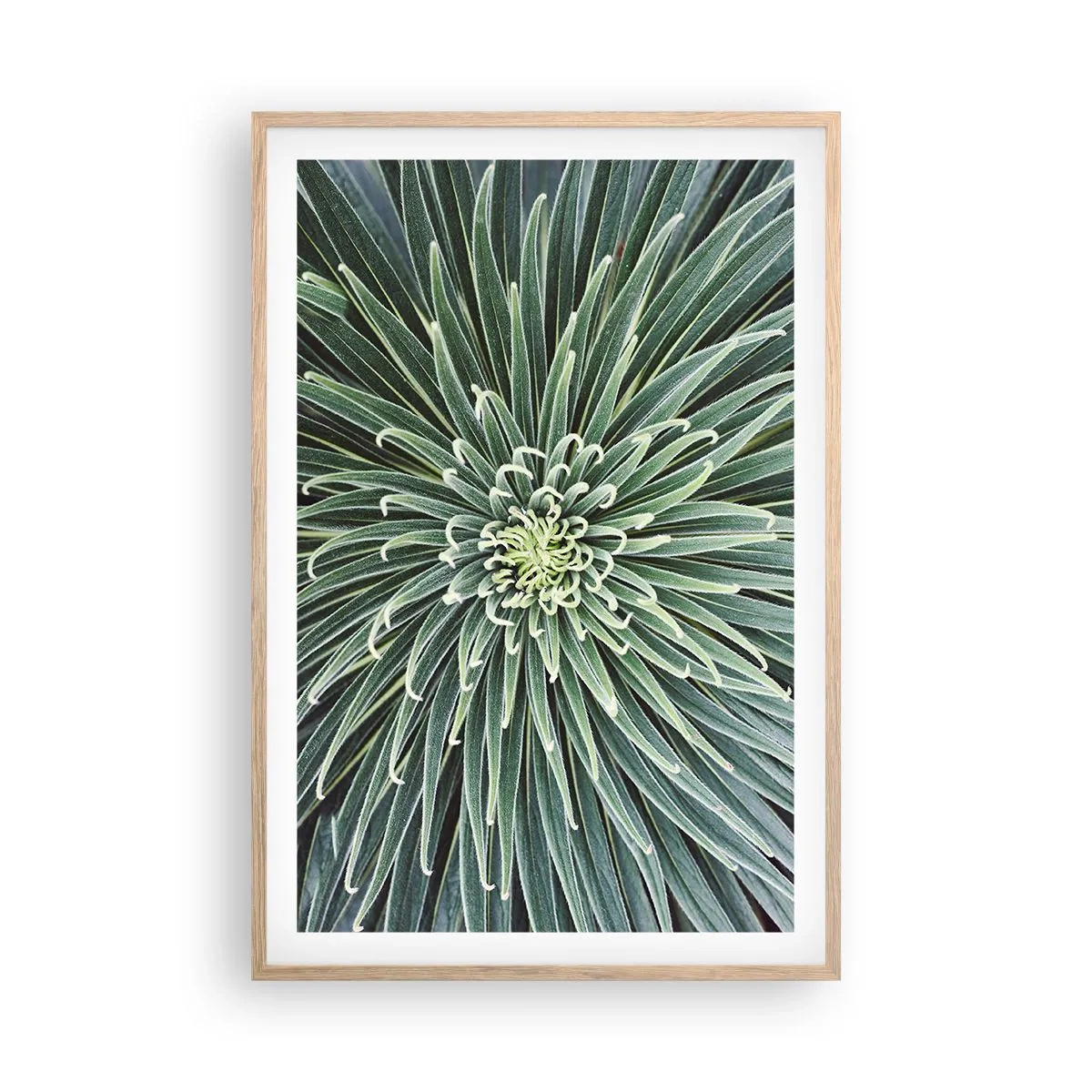 Póster en marco roble claro - El nacimiento de una estrella - 61x91 cm