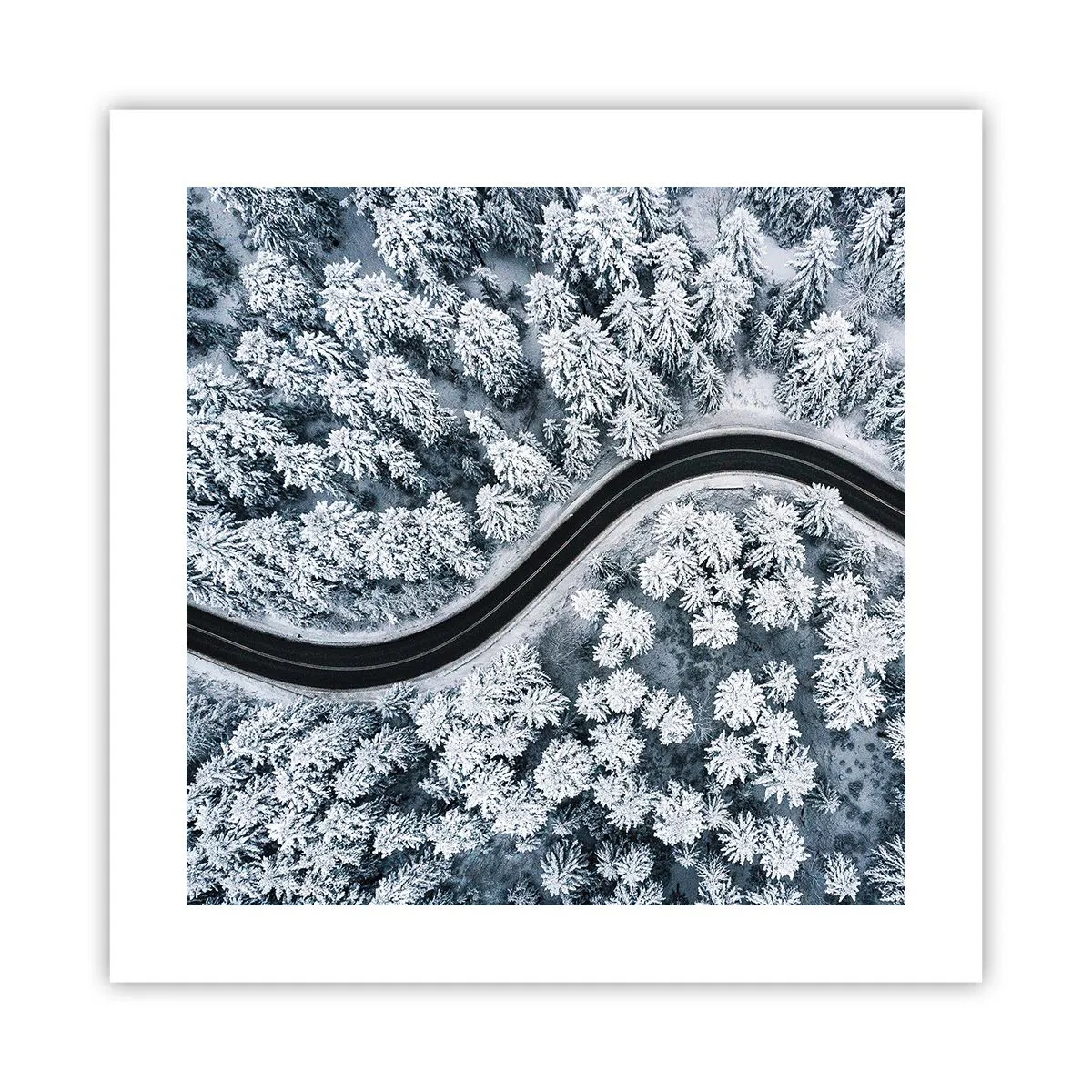 Póster - A través de un bosque invernal - 40x40 cm