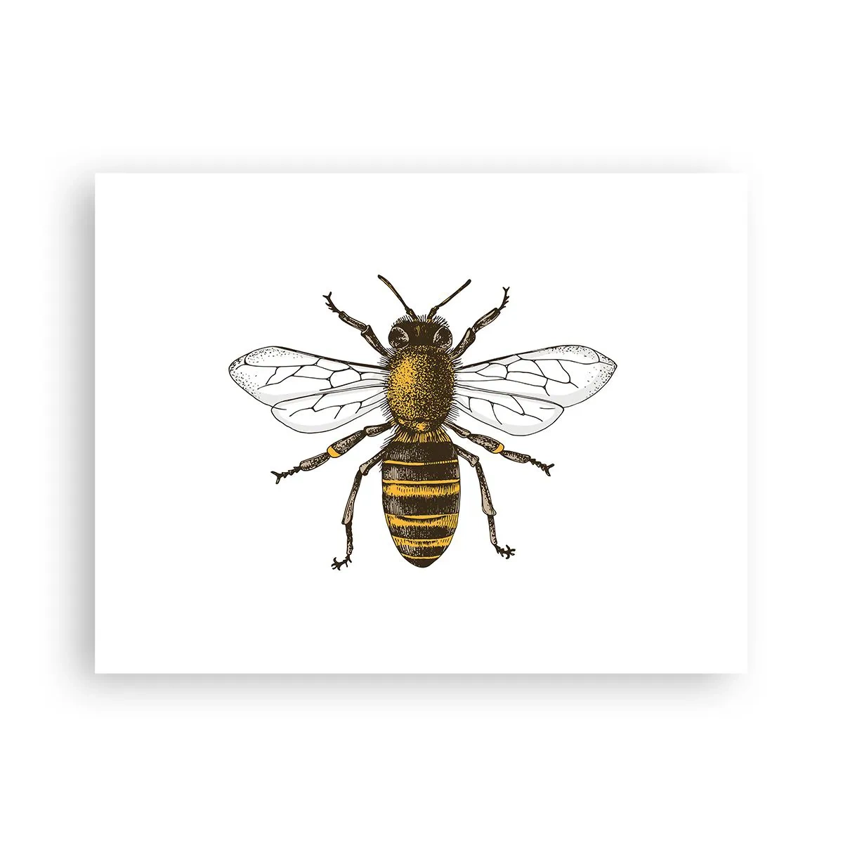 Póster - Bondad natural - 40x30 cm