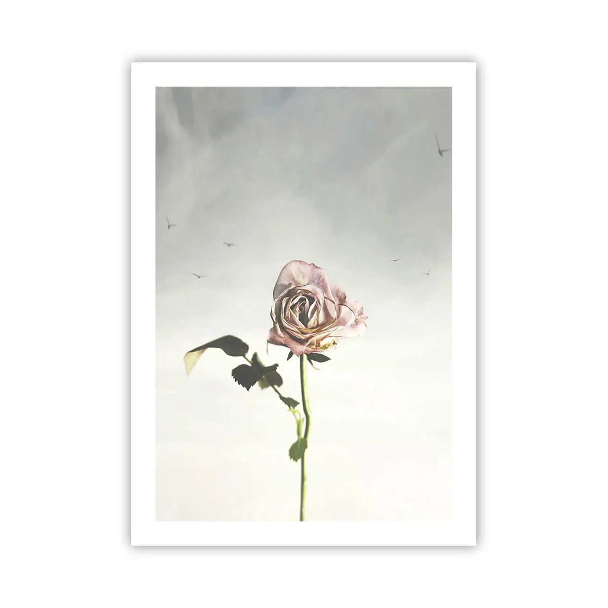 Póster - Una rosa sutil contra un cielo delicado. - 50x70cm - Bienvenida a la primavera - Decoración de pared moderna para salón y dormitorio ARTTOR