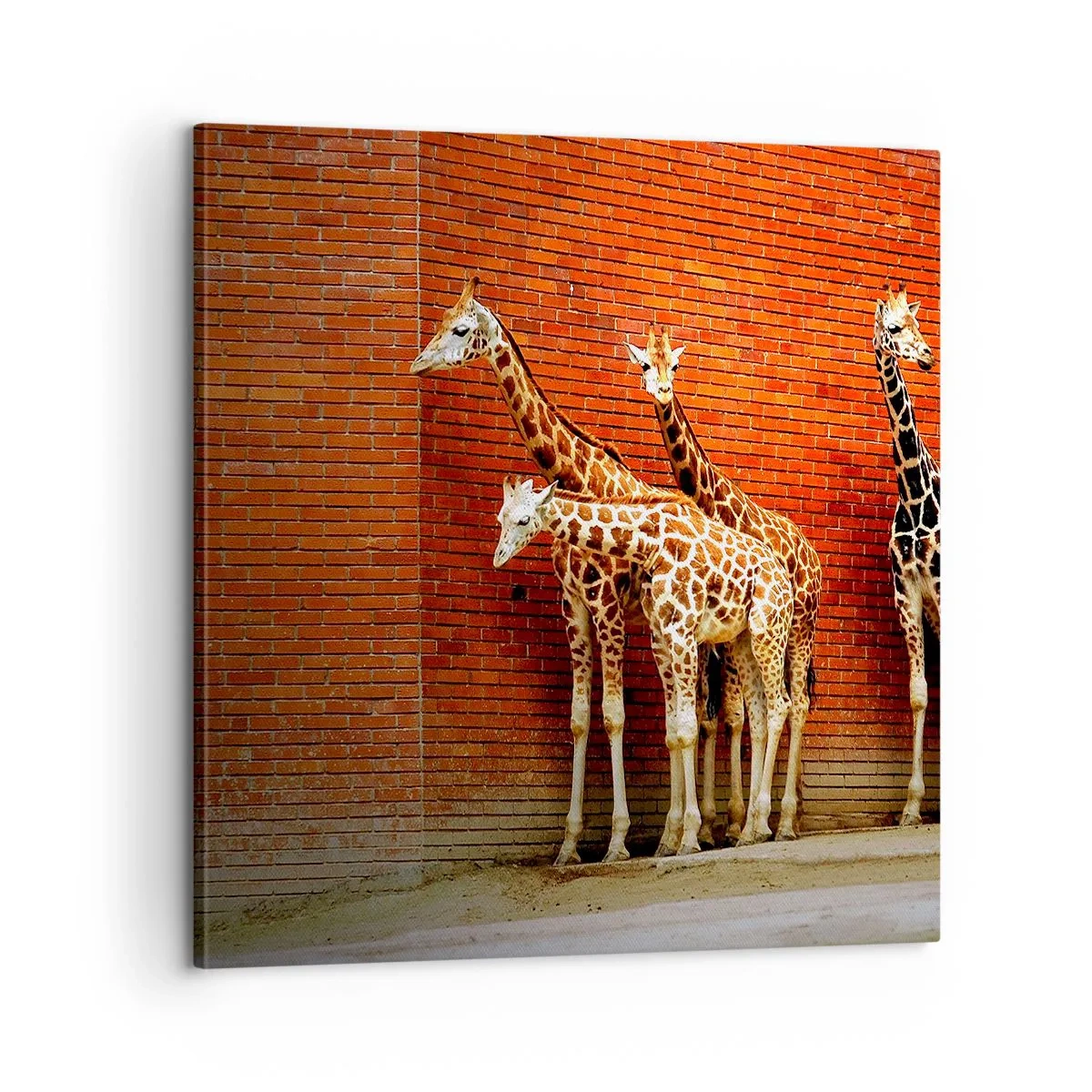 Cuadro sobre lienzo - Impresión de Imagen - ¿Ves alguna acacia? - 60x60 cm