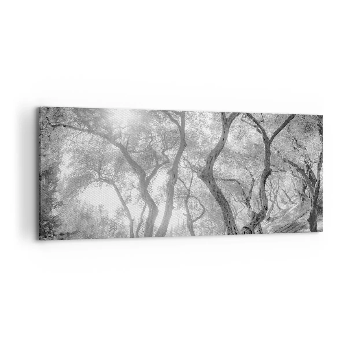 Cuadro sobre lienzo - Impresión de Imagen - Vista en blanco y negro de árboles en un olivar con rayos de sol. - 120x50cm - En un olivar - Decoración de pared moderna para salón y dormitorio ARTTOR
