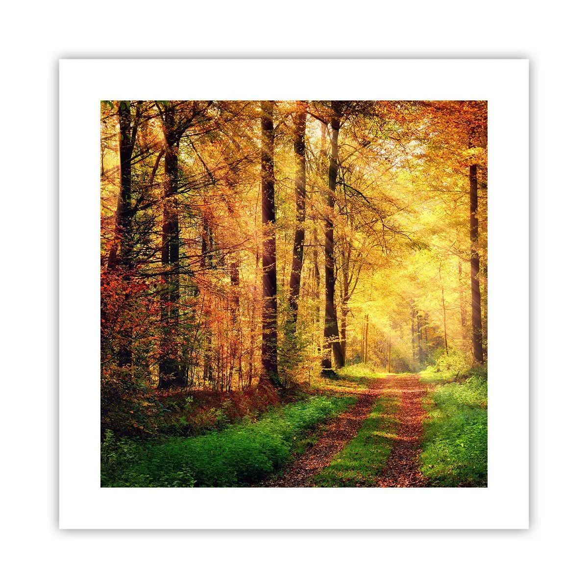 Póster - Silencio dorado del bosque - 40x40 cm