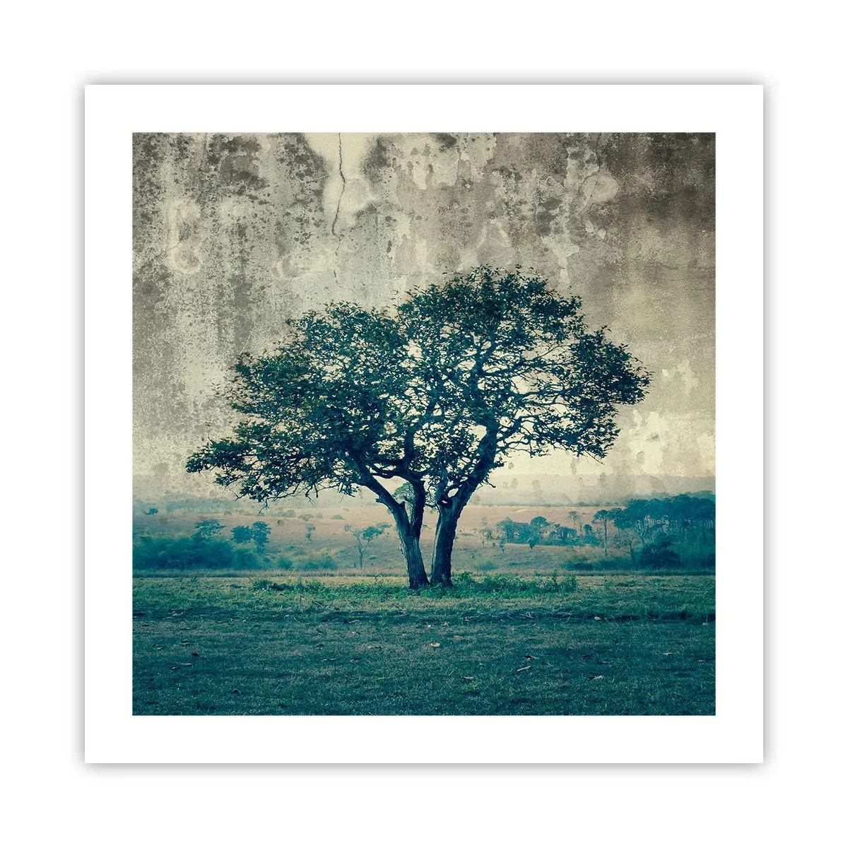 Póster - El manzano - 50x50 cm
