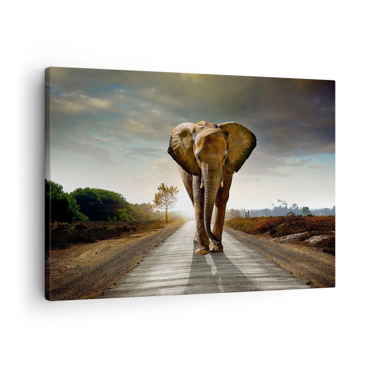 Cuadro sobre lienzo - Impresión de Imagen - Un elefante caminando por una carretera a través de un paisaje al atardecer. - 70x50cm - Y para nada en un almacén de porcelana - Decoración de pared moderna para salón y dormitorio ARTTOR