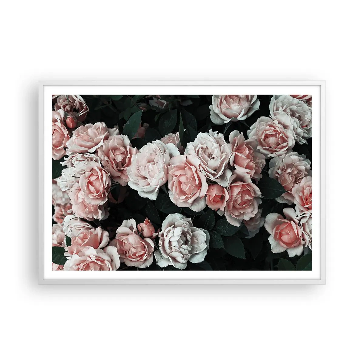 Póster en marco blanco - Conjunto de rosas - 100x70 cm