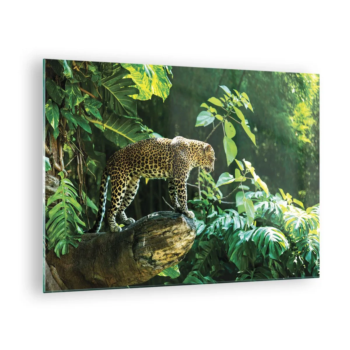 Cuadro sobre vidrio - Impresiones sobre Vidrio - Leopardo en una roca en la selva tropical - 70x50cm - ¿A la caza? - Decoración de pared moderna para salón y dormitorio ARTTOR