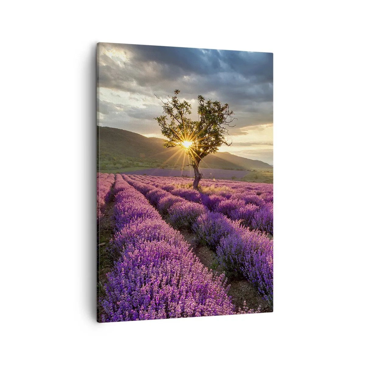 Cuadro sobre lienzo - Impresión de Imagen - Un campo de lavanda con un árbol solitario al atardecer. - 50x70cm - Aroma en lila - Decoración de pared moderna para salón y dormitorio ARTTOR