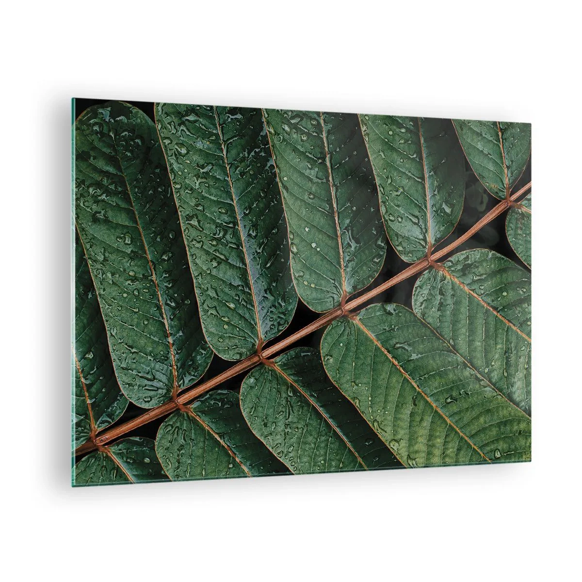 Cuadro sobre vidrio - Impresiones sobre Vidrio - Primer plano de hojas verdes con gotas de agua. - 70x50cm - En un ritmo verde - Decoración de pared moderna para salón y dormitorio ARTTOR