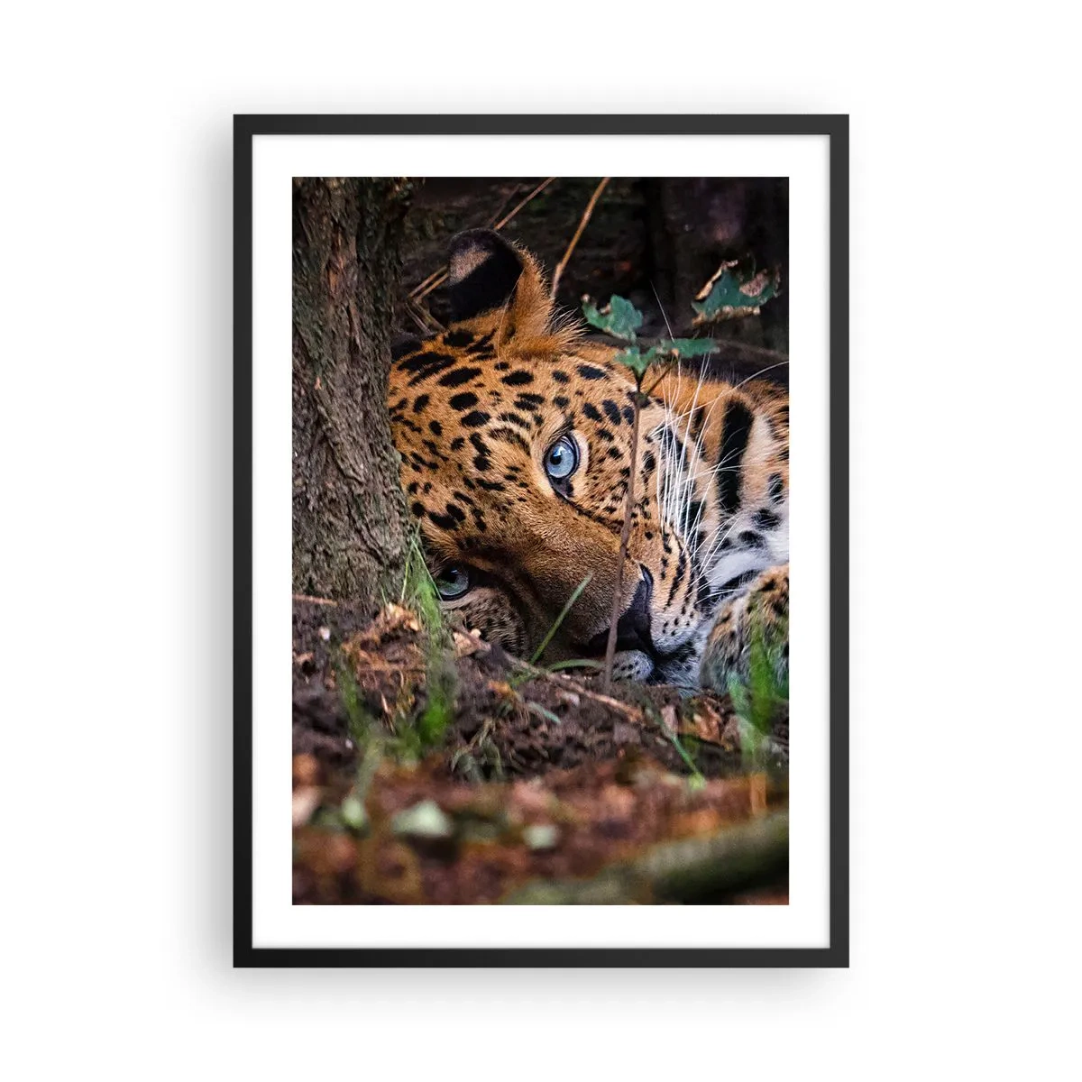 Póster en marco negro - Un leopardo reclinado con intensos ojos azules. - 50x70cm - Confía en mí - Decoración de pared moderna para salón y dormitorio ARTTOR