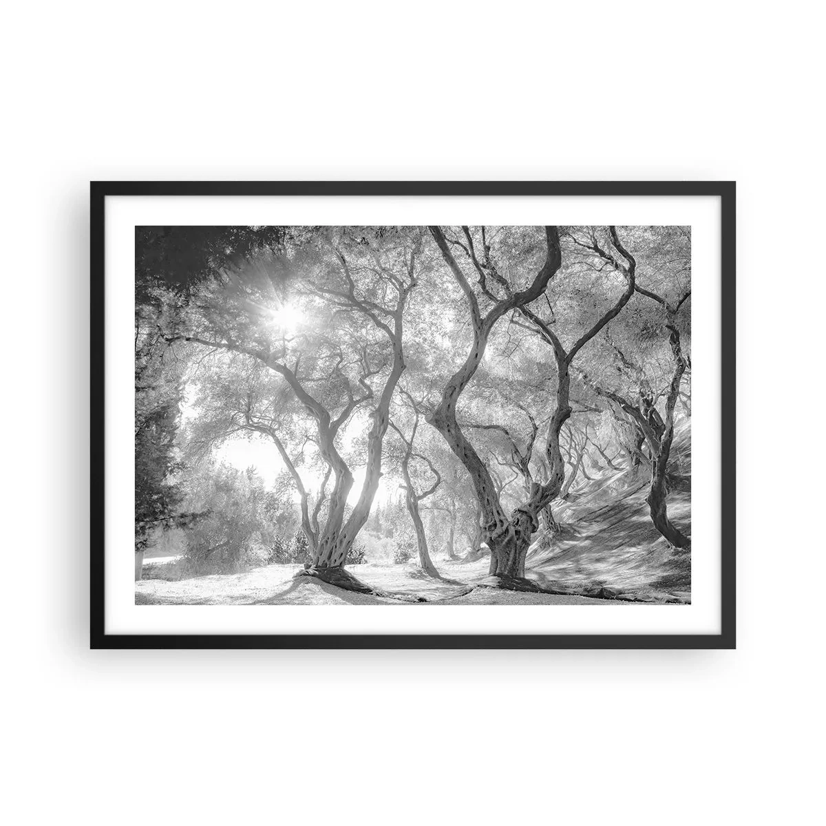 Póster en marco negro - Vista en blanco y negro de árboles en un olivar con rayos de sol. - 70x50cm - En un olivar - Decoración de pared moderna para salón y dormitorio ARTTOR