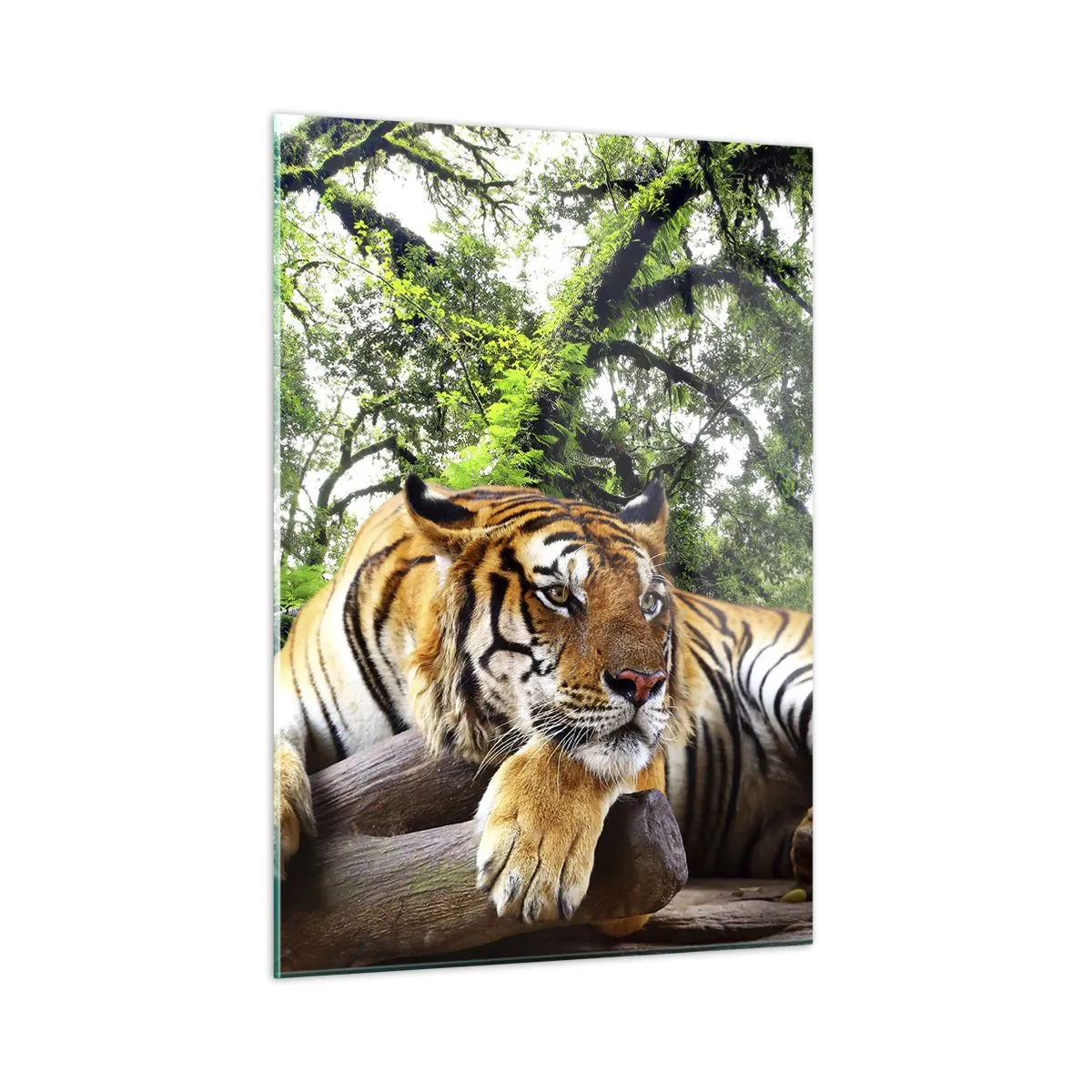 Cuadro sobre vidrio - Impresiones sobre Vidrio - Un tigre descansando en un bosque tropical verde. - 50x70cm - Atentamente - Decoración de pared moderna para salón y dormitorio ARTTOR