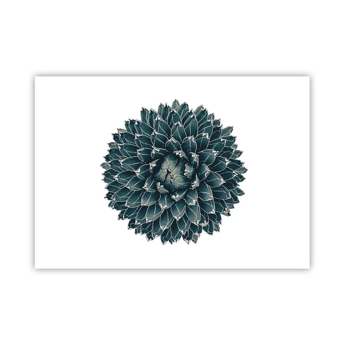Póster - Planta suculenta simétrica sobre un fondo blanco. - 100x70cm - Estrella del desierto - Decoración de pared moderna para salón y dormitorio ARTTOR