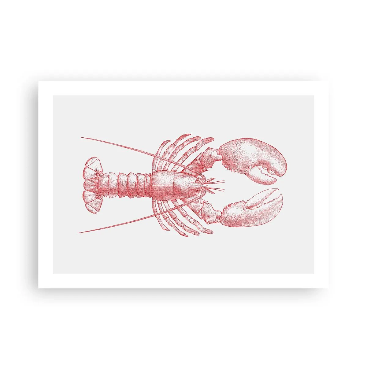 Póster - La reina de los fondos rocosos - 70x50 cm