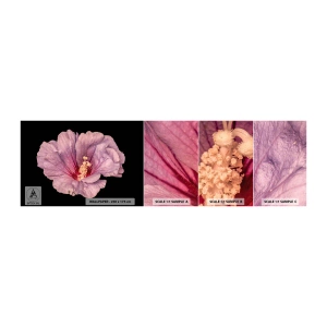 Muestra de fotomural autoadhesivo Deluxe Sticker - Directo al corazón - Flor, Pedazo, Gráficos - 100x30 cm