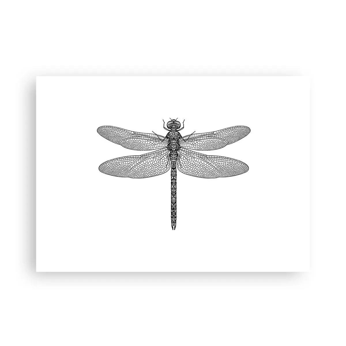 Póster - Precisión de la naturaleza - 70x50 cm