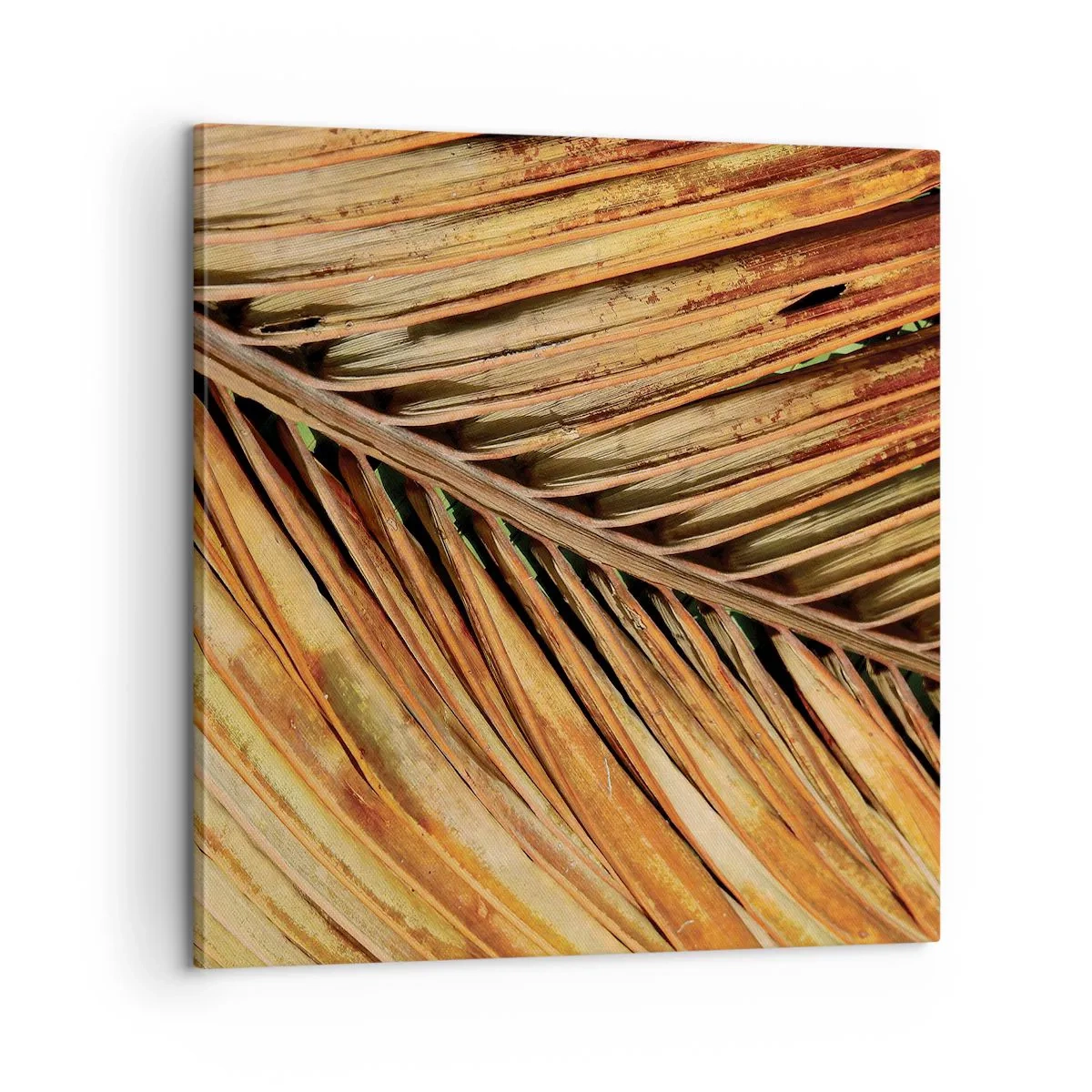 Cuadro sobre lienzo - Impresión de Imagen - Oro de coco - 60x60 cm