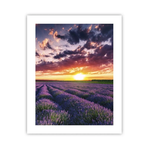 Póster - El mundo de la lavanda - 40x50 cm