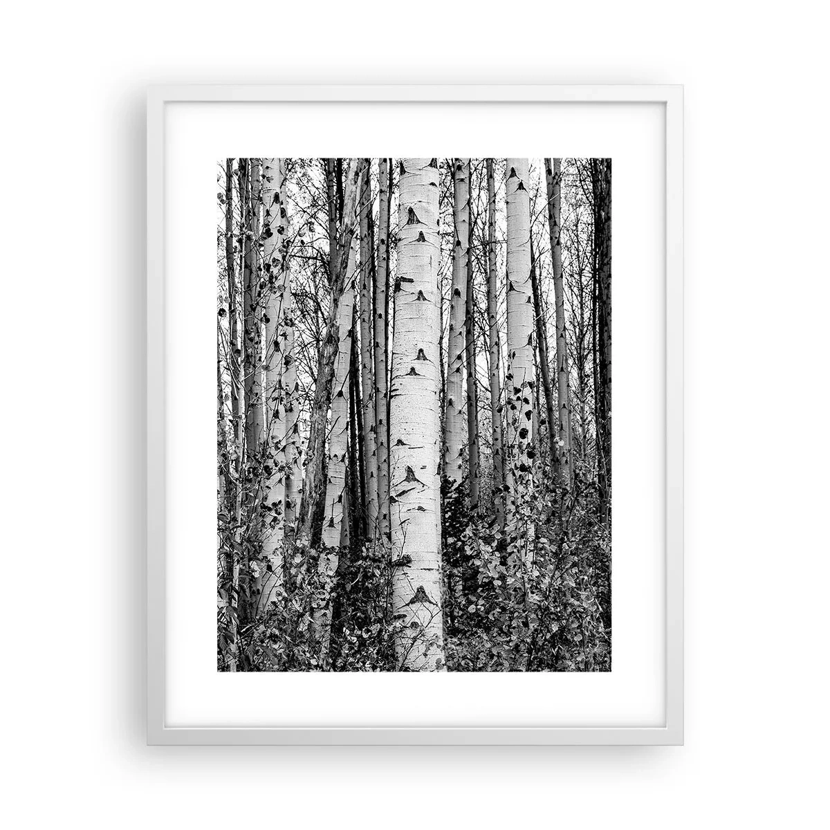 Póster en marco blanco - Columnas de abedules - 40x50 cm