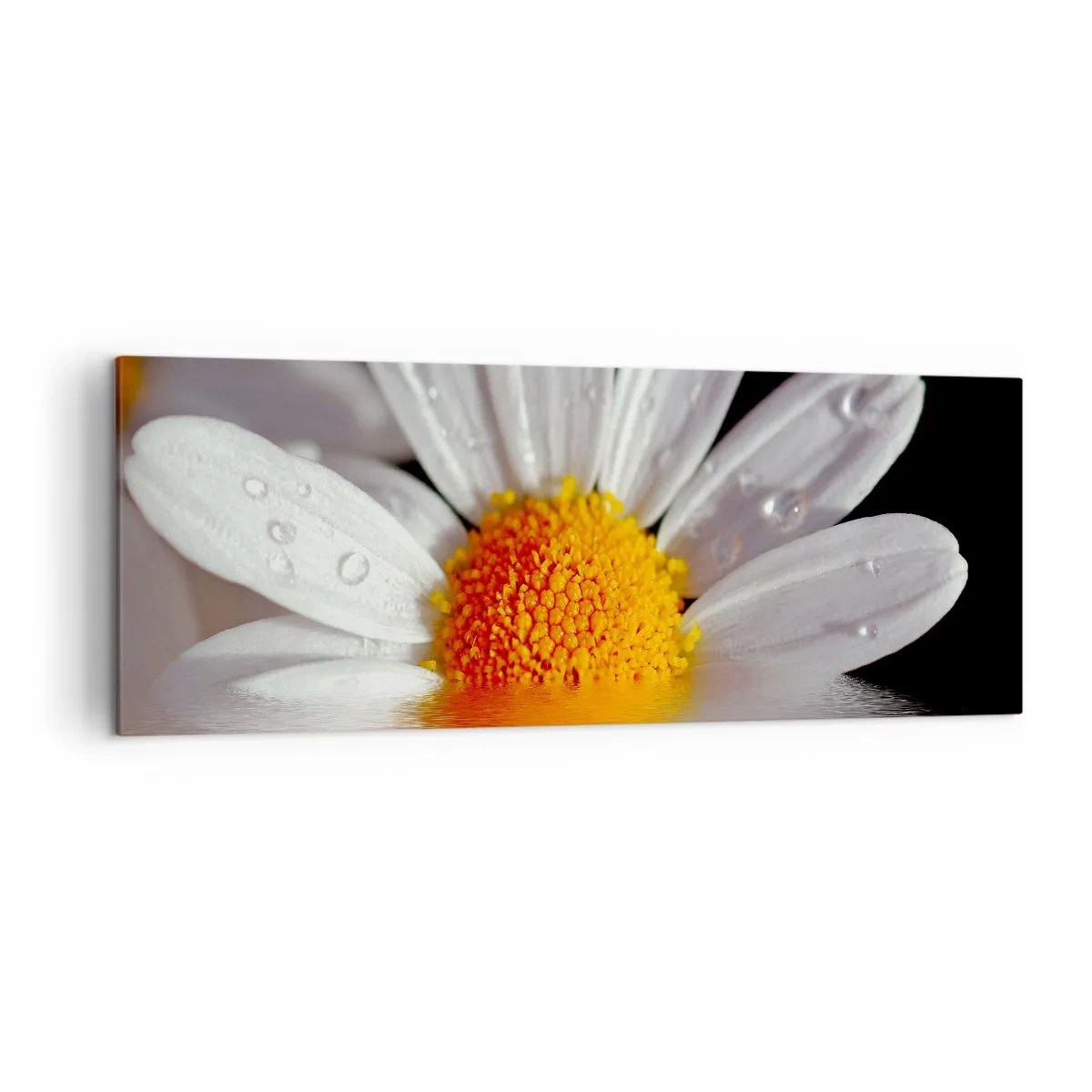 Cuadro sobre lienzo - Impresión de Imagen - Una margarita blanca con gotas de agua inmersas en un reflejo de agua. - 140x50cm - El sol naciente de una margarita - Decoración de pared moderna para salón y dormitorio ARTTOR