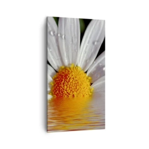 Cuadro sobre lienzo - Impresión de Imagen - El sol naciente de una margarita - 45x80 cm