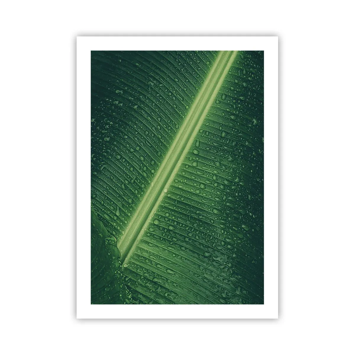 Póster - Primer plano de una hoja verde con gotas de agua. - 50x70cm - Estructura del verde - Decoración de pared moderna para salón y dormitorio ARTTOR