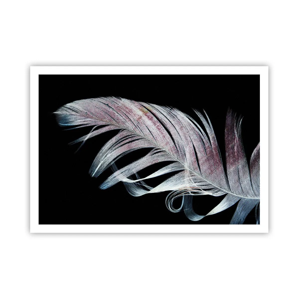 Póster - Una delicada pluma sobre un fondo negro en un enfoque artístico. - 100x70cm - Piensa en el tacto - Decoración de pared moderna para salón y dormitorio ARTTOR