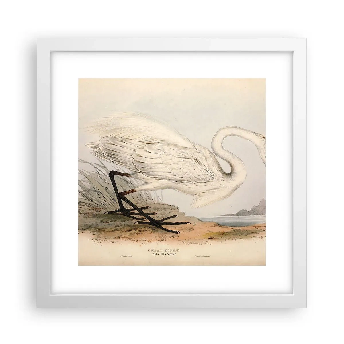 Póster en marco blanco - Dama de los juncos - 30x30 cm