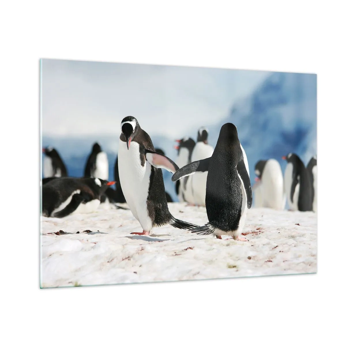 Cuadro sobre vidrio - Impresiones sobre Vidrio - Pingüinos en la nieve en un paisaje polar. - 100x70cm - Bailando en la nieve - Decoración de pared moderna para salón y dormitorio ARTTOR