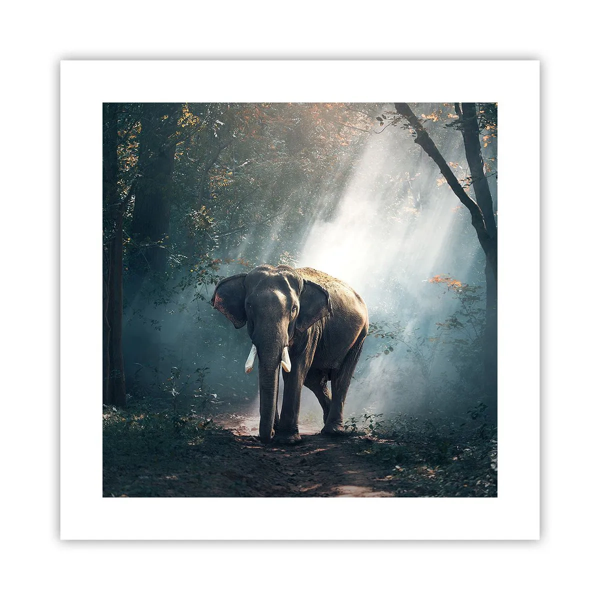 Póster - Un paseo tranquilo - 40x40 cm