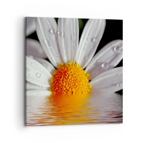 Cuadro sobre lienzo - Impresión de Imagen - El sol naciente de una margarita - 70x70 cm