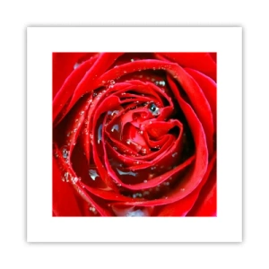 Póster - En gotas de rocío - 30x30 cm