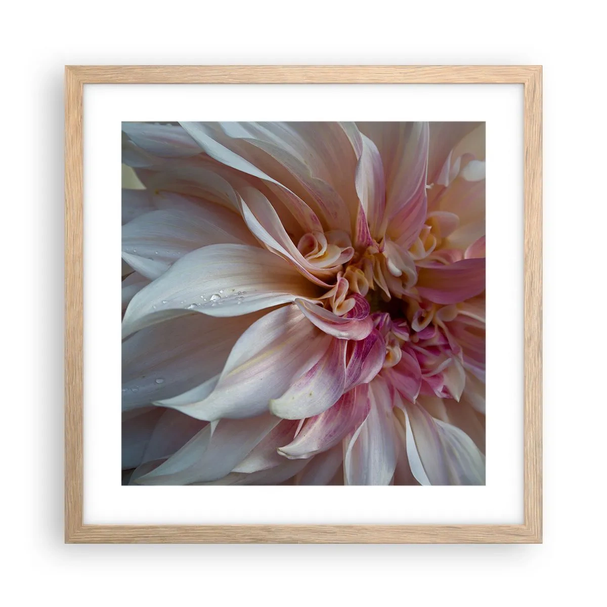 Póster en marco roble claro - Frescura floreciente - 40x40 cm