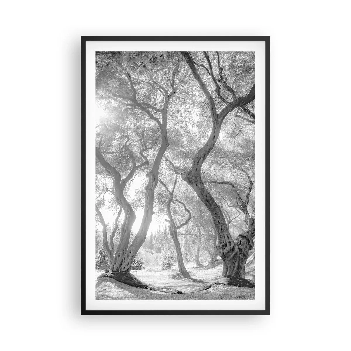 Póster en marco negro - En un olivar - 61x91 cm