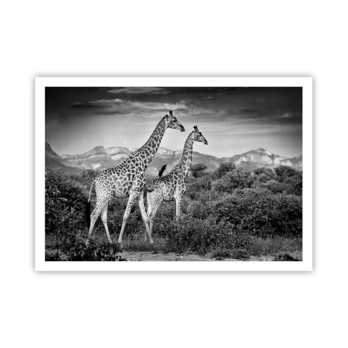 Póster - Siluetas en blanco y negro de dos jirafas en la sabana. - 100x70cm - La clase alta de África - Decoración de pared moderna para salón y dormitorio ARTTOR