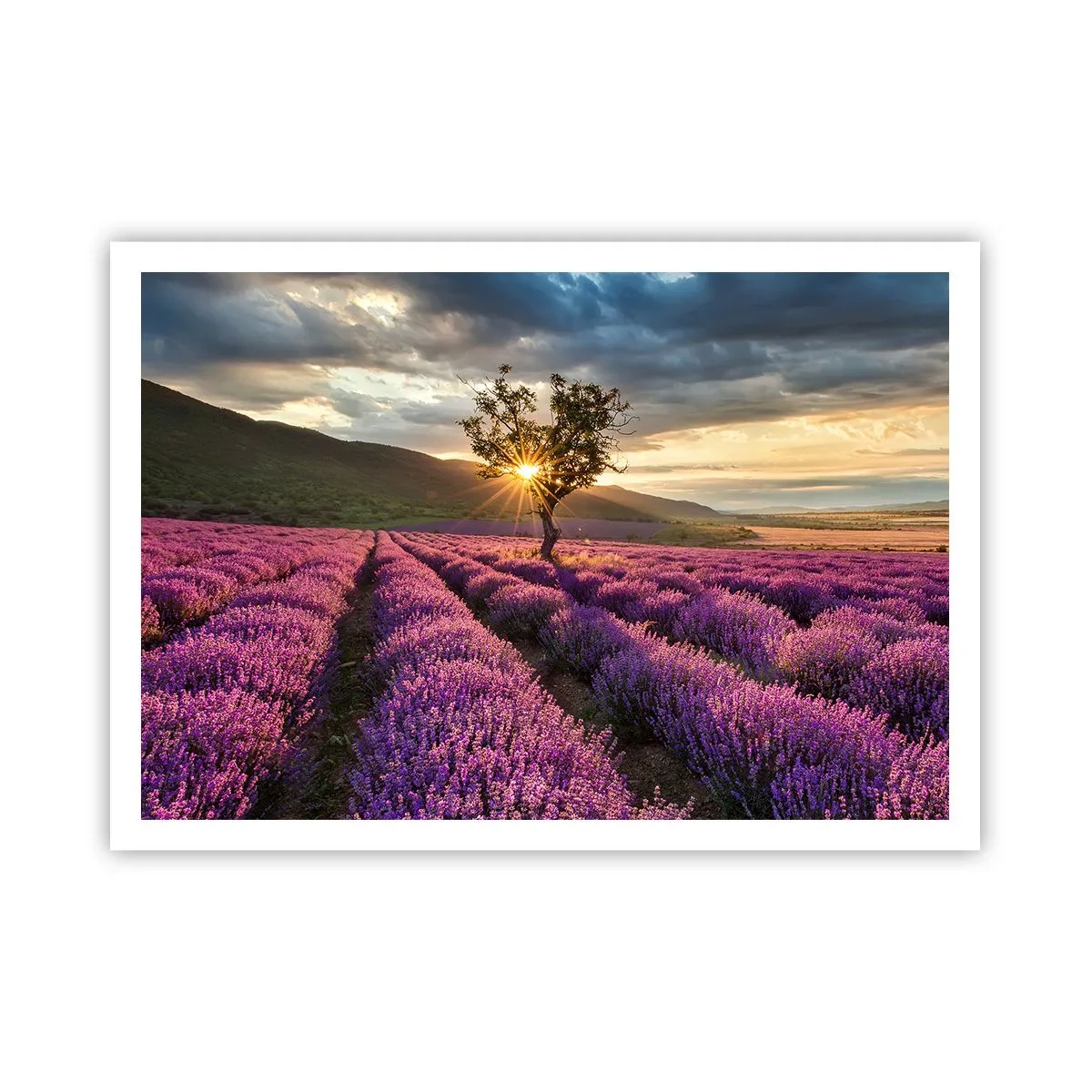 Póster - Un campo de lavanda con un árbol solitario al atardecer. - 100x70cm - Aroma en lila - Decoración de pared moderna para salón y dormitorio ARTTOR