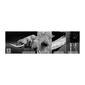 Muestra De Fotomural Standard Eco - Majestuoso - animales, Elefante, África - 100x30 cm