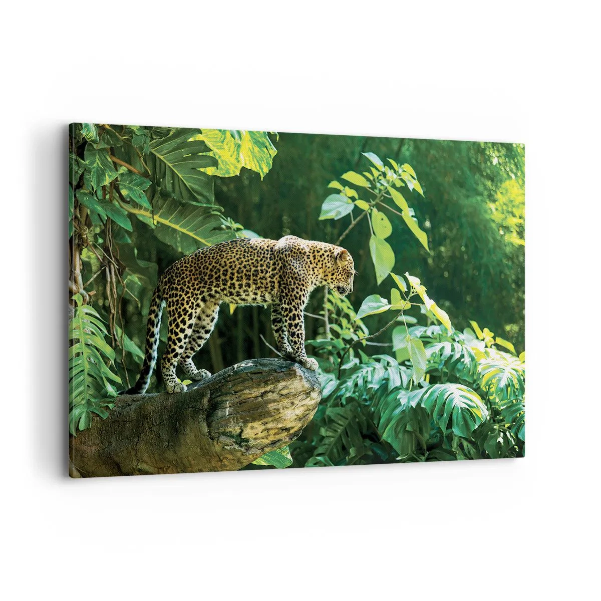 Cuadro sobre lienzo - Impresión de Imagen - Un leopardo de pie sobre una roca rodeado de vegetación tropical. - 100x70cm - ¿A la caza? - Decoración de pared moderna para salón y dormitorio ARTTOR