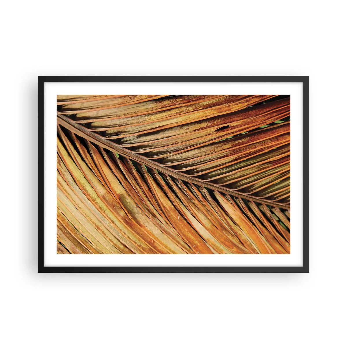 Póster en marco negro - Primer plano de una hoja de palma seca en tonos cálidos. - 70x50cm - Oro de coco - Decoración de pared moderna para salón y dormitorio ARTTOR