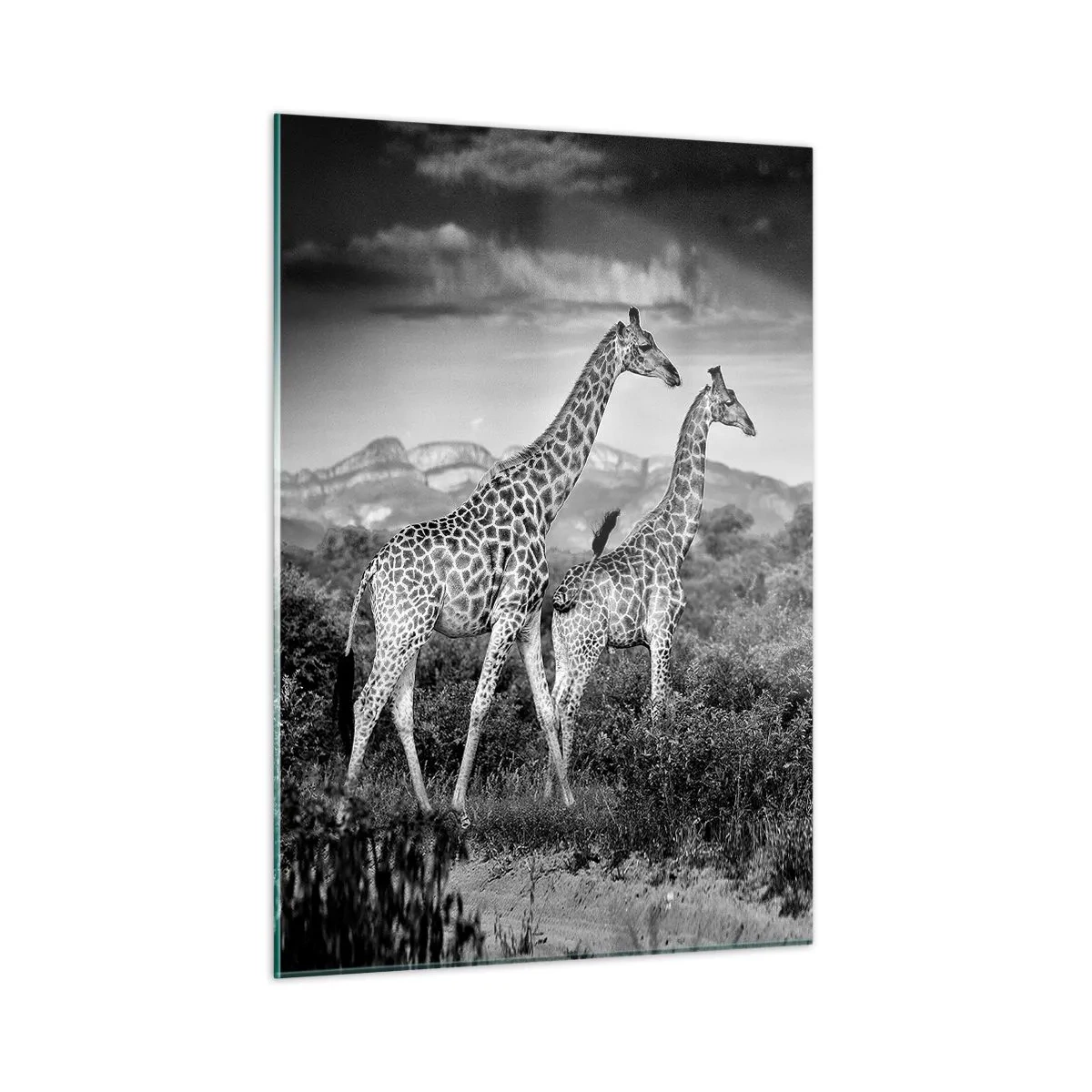 Cuadro sobre vidrio - Impresiones sobre Vidrio - Una fotografía en blanco y negro de dos jirafas en la sabana. - 50x70cm - La clase alta de África - Decoración de pared moderna para salón y dormitorio ARTTOR