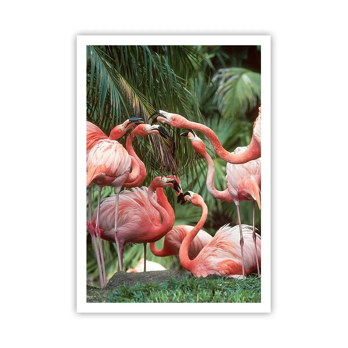 Póster - Cotilleos de la tarde - 70x100 cm