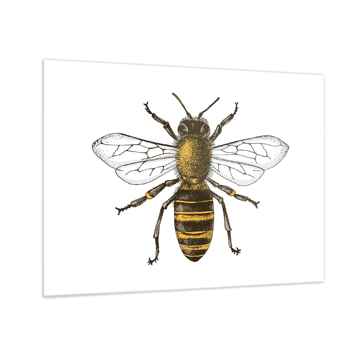 Cuadro sobre vidrio - Impresiones sobre Vidrio - Ilustración detallada de una abeja sobre un fondo blanco. - 70x50cm - Bondad natural - Decoración de pared moderna para salón y dormitorio ARTTOR