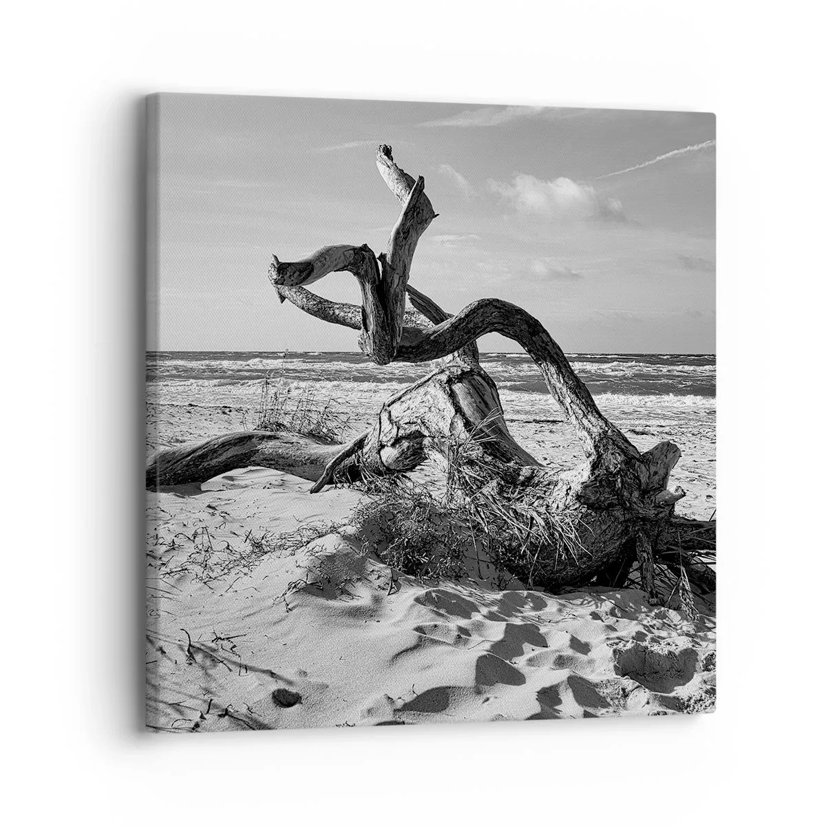 Cuadro sobre lienzo - Impresión de Imagen - Escultura marina - 30x30 cm