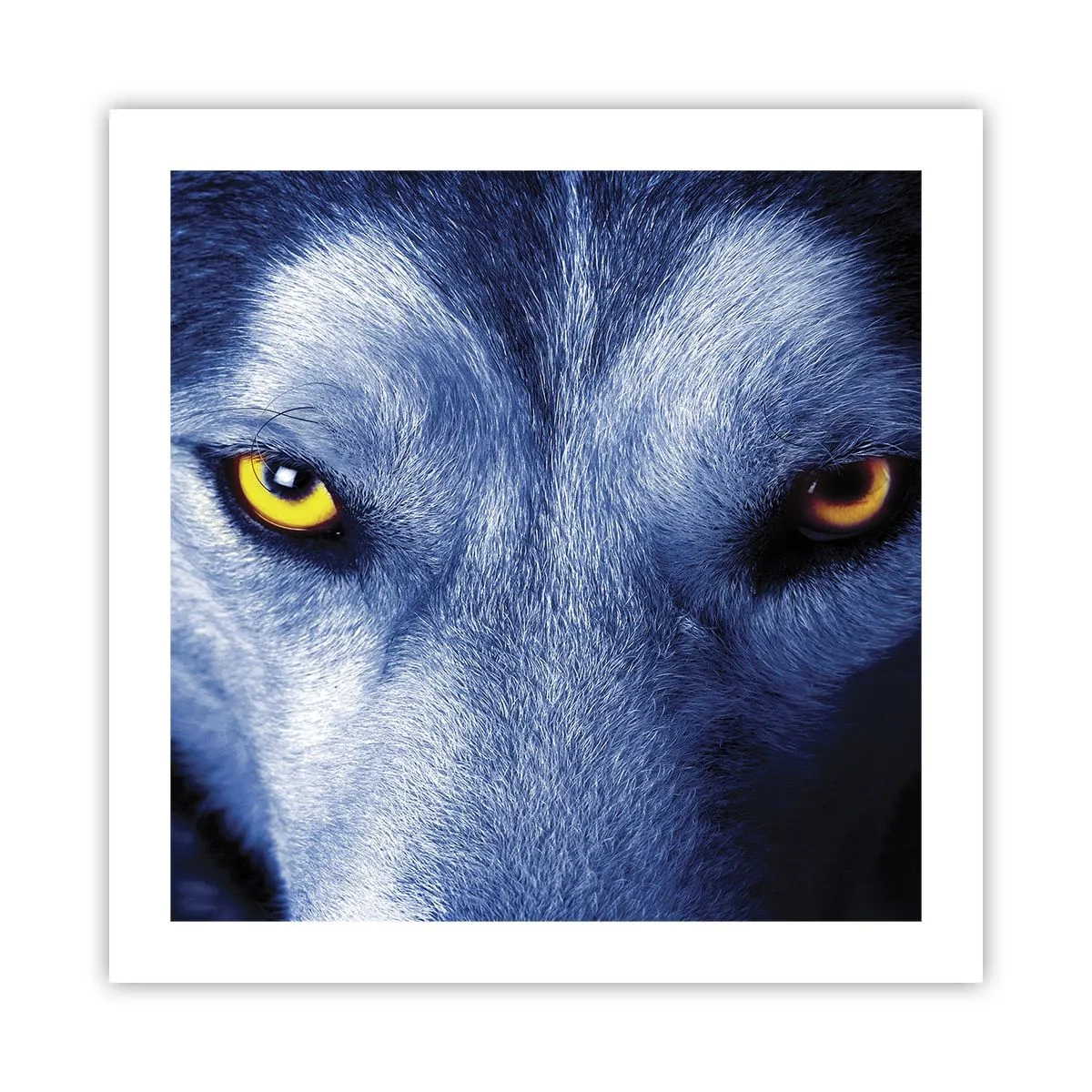 Póster - La mirada hipnótica - 50x50 cm