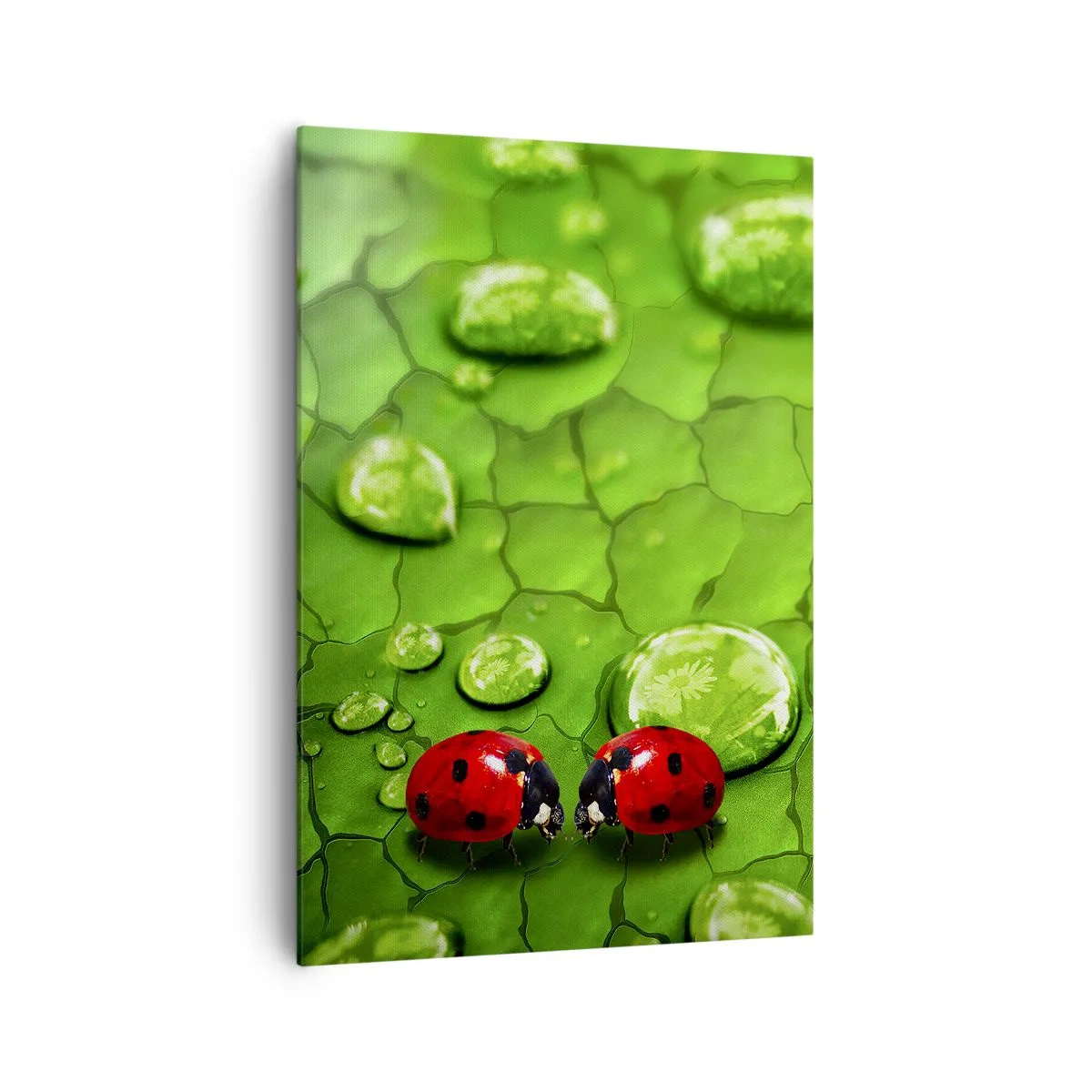Cuadro sobre lienzo - Impresión de Imagen - Dos mariquitas en una hoja con gotas de agua en fotografía macro - 70x100cm - Reunión sobre verde - Decoración de pared moderna para salón y dormitorio ARTTOR