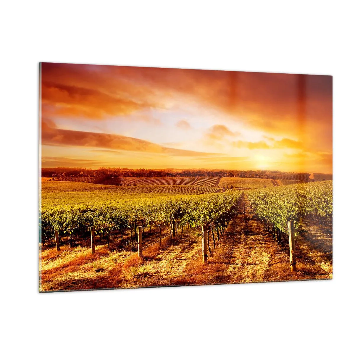 Cuadro sobre vidrio - Impresiones sobre Vidrio - Vides en un campo al atardecer - 120x80cm - Delicadamente afrutado con un toque de sol - Decoración de pared moderna para salón y dormitorio ARTTOR